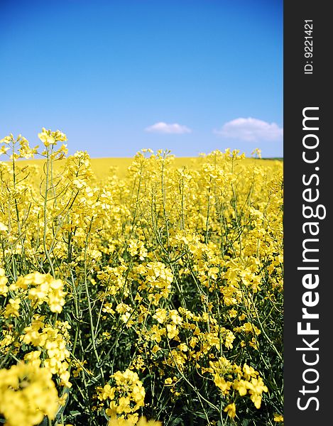 Yellow canola bloom with a blue sky and two white clouds background. Yellow canola bloom with a blue sky and two white clouds background