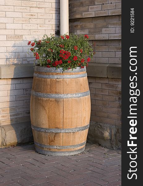 Rustic oak wine barrel planted with red flowers. Rustic oak wine barrel planted with red flowers.