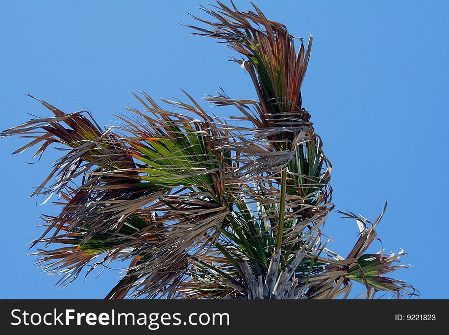 A palm tree on a blue sky background.