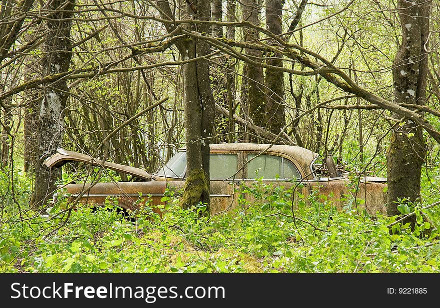 An old car sits neglected as a young forest grows around it. An old car sits neglected as a young forest grows around it