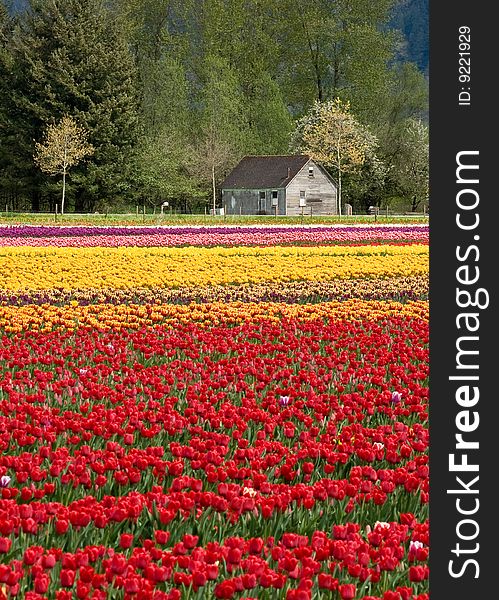 An old farmhouse sits in the distance with a vibrant field of tulips in the foreground. An old farmhouse sits in the distance with a vibrant field of tulips in the foreground