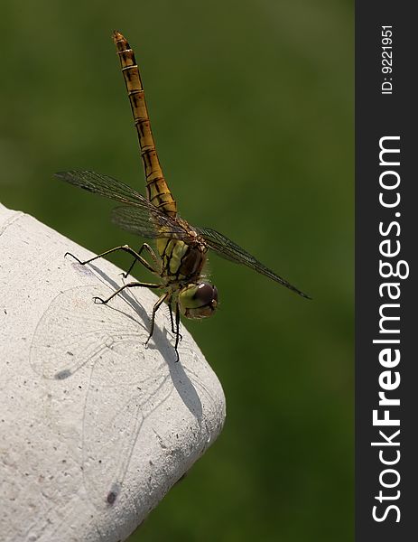 Dragonfly on vase with nice shadow
