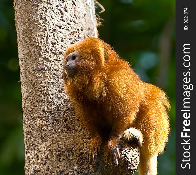 Beautiful, fiery, fluffy monkey on a tree trunk.
