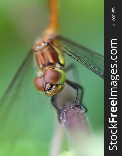 Macro of the eyes of a dragonfly. Macro of the eyes of a dragonfly