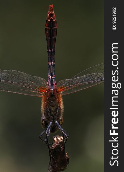 Dragonfly seen from below perspective. Dragonfly seen from below perspective