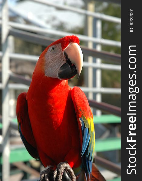 Red macaw basking in the sun. Red macaw basking in the sun