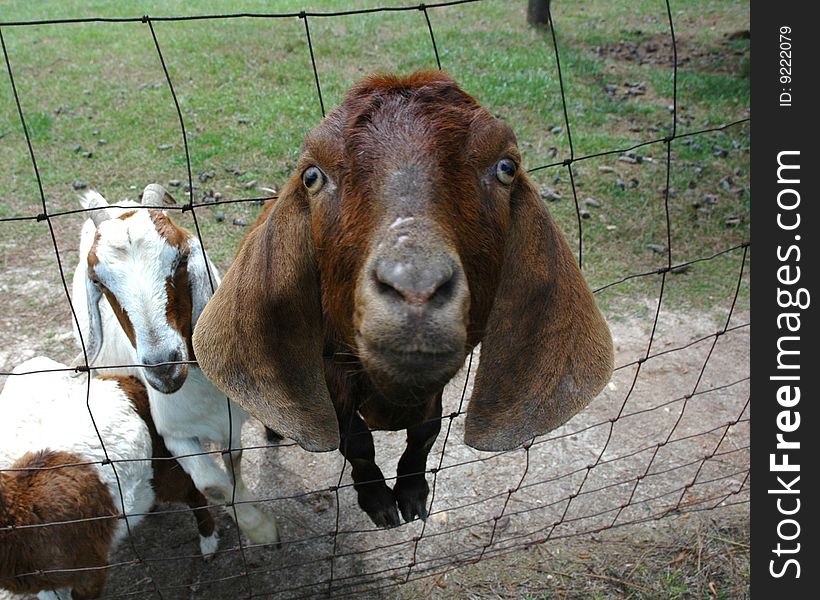 Eager, curious goat with his head pushed through the fence