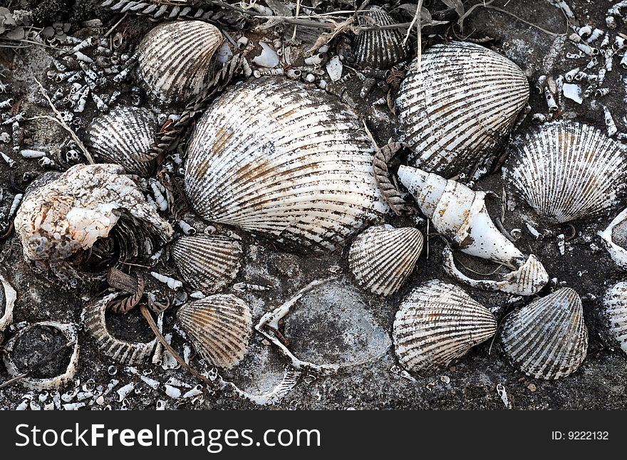 Worn concreted shells grunge background. Worn concreted shells grunge background