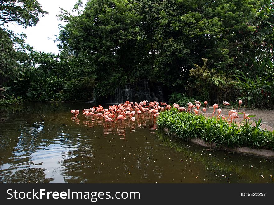 Group of red south african flamingo in wild pool. Group of red south african flamingo in wild pool