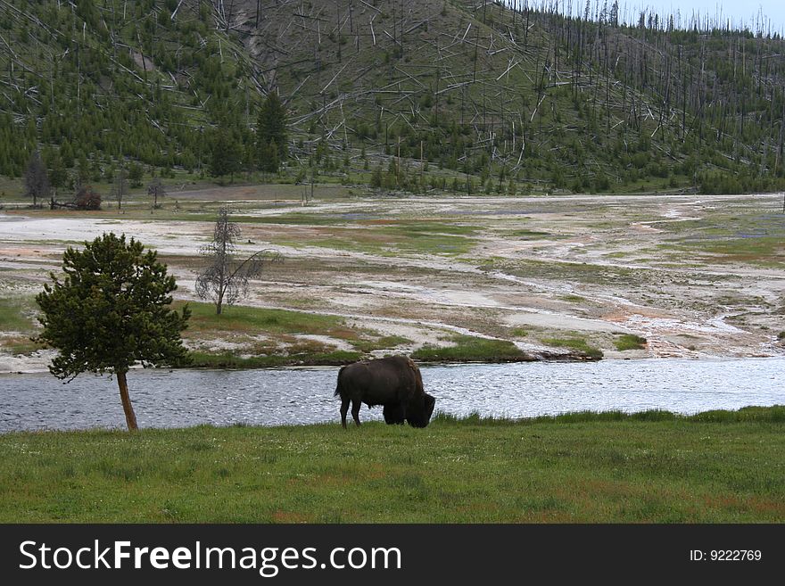 A lone buffalo bull grazing in Yellowstone National Park after the forest fire. New tree growth is already one to 8 feet. A lone buffalo bull grazing in Yellowstone National Park after the forest fire. New tree growth is already one to 8 feet.