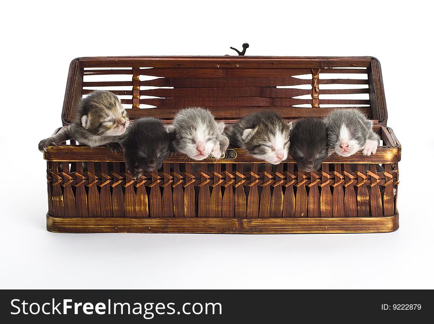 Blind kittens in the basket.