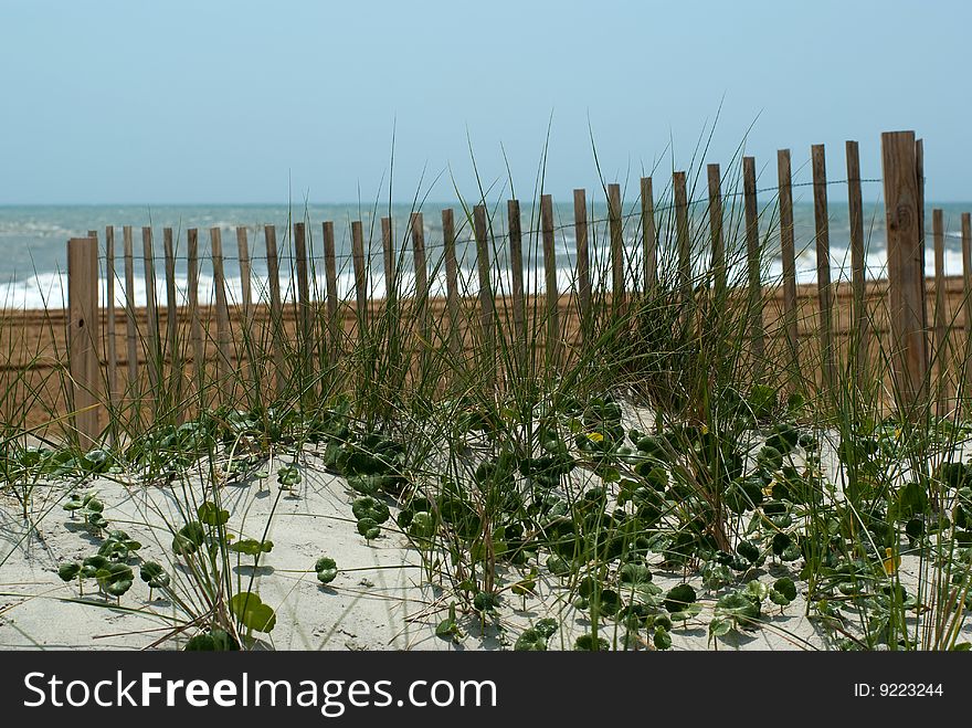 Green plants and a wooden fence with an ocean at the background. Green plants and a wooden fence with an ocean at the background