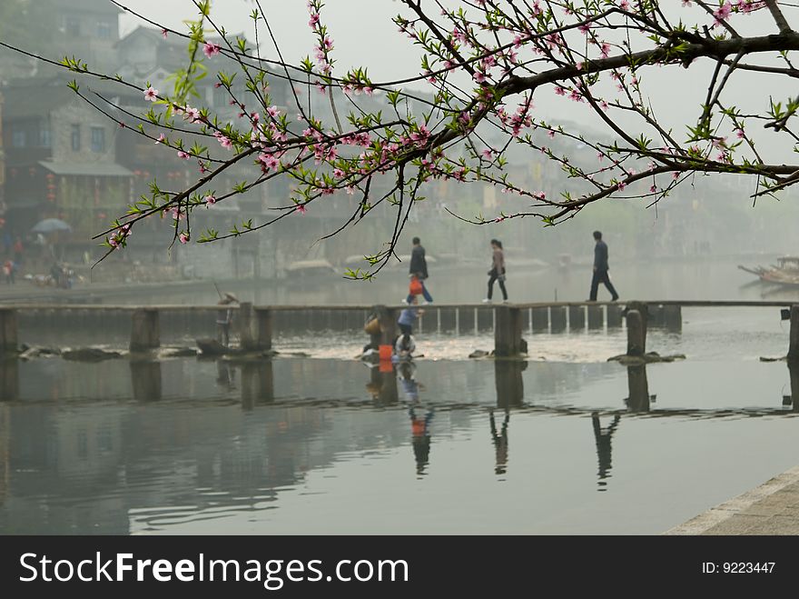 The peach blossom  with bridge in china. The peach blossom  with bridge in china