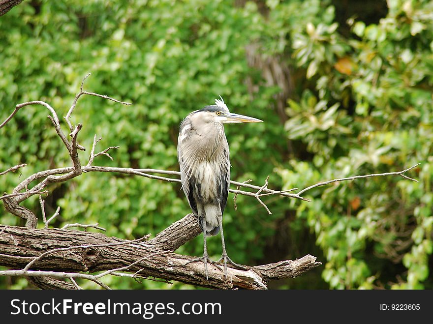A Blue Heron on a tree branch looking for a meal