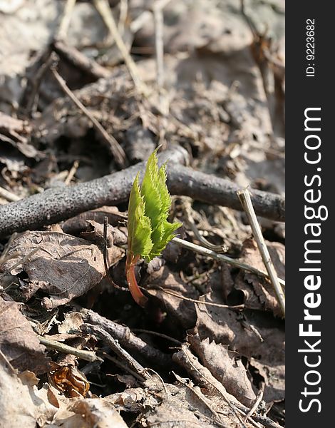 Young spring plant in Bitsevsky park, Moscow, Russia
