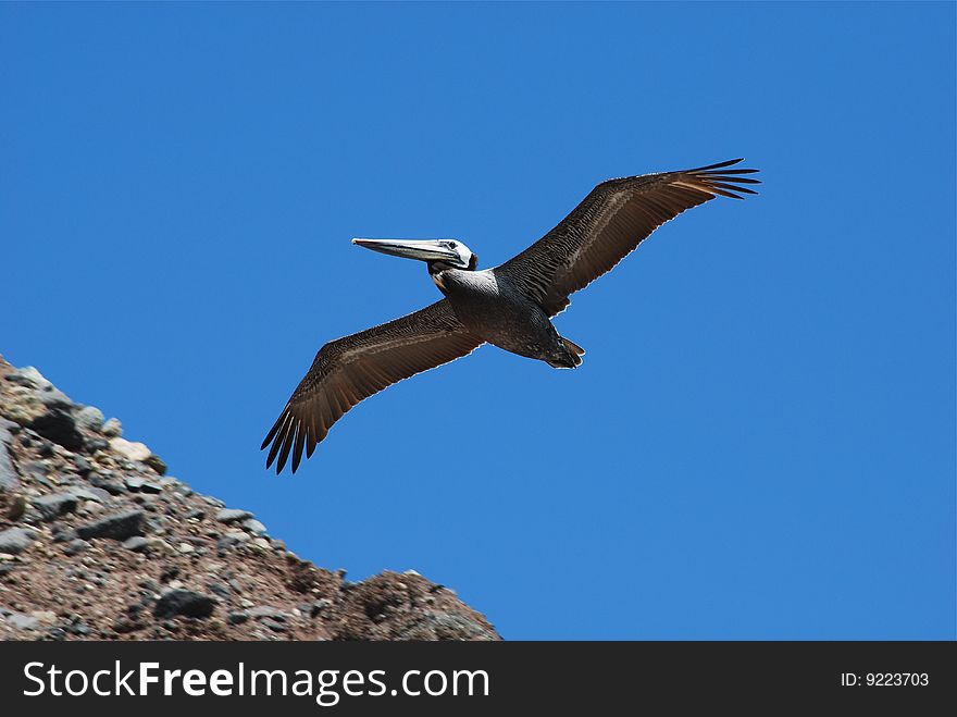 Closeup of a pelican in flight against a blue sky