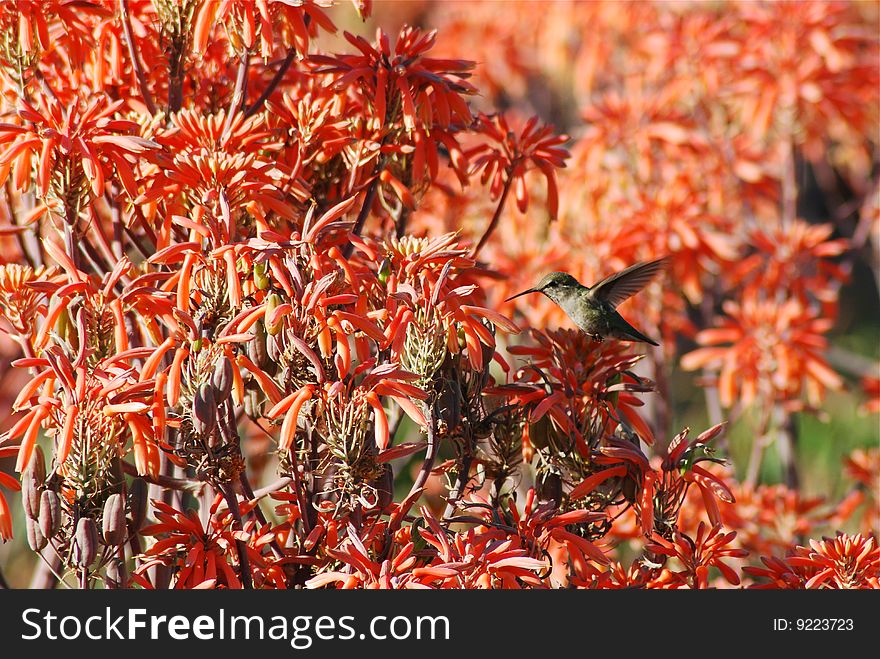 Hummingbird that is about to feed on the flower nectar. Hummingbird that is about to feed on the flower nectar