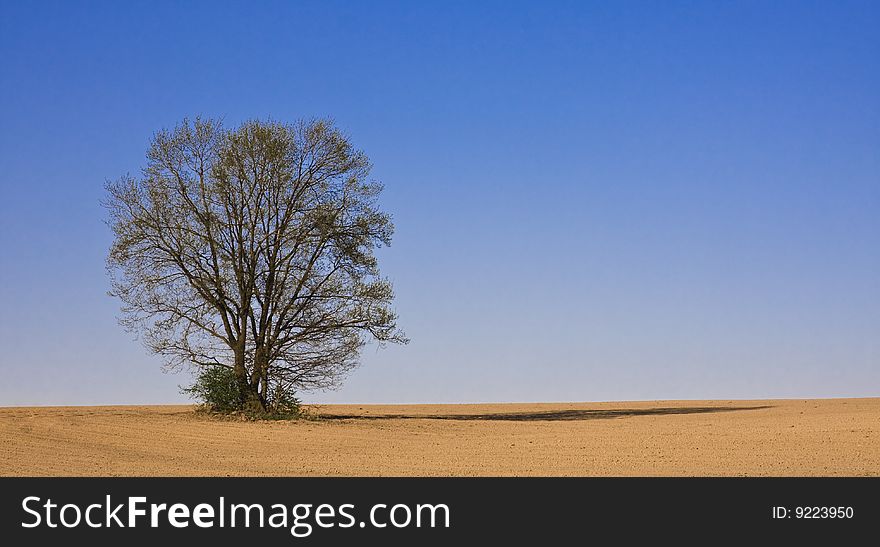 Lonely tree in a newly ploughed field