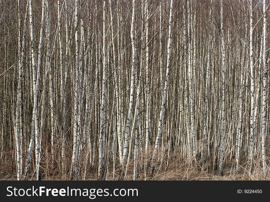 Birch forest in Bitsevsky park, Moscow, Russia