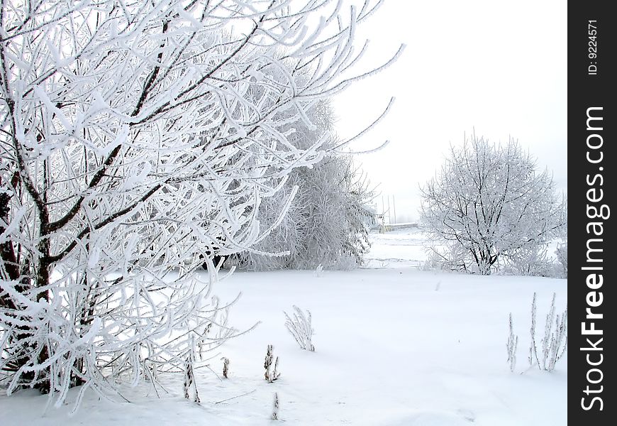 Winter snow-covered trees on the early cold morning. Winter snow-covered trees on the early cold morning