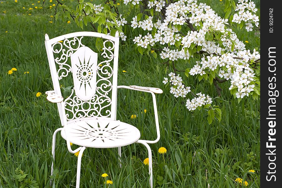 Chair near to blossoming pear
