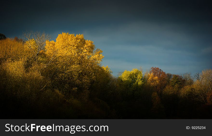 Sun spotlight on the trees few minutes before storm begins. Sun spotlight on the trees few minutes before storm begins