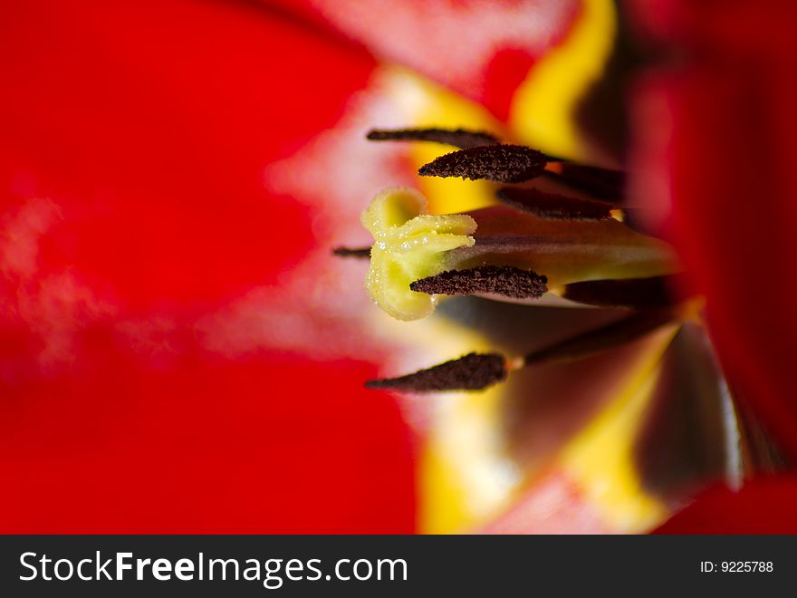 Macro detail of red tulip. Macro detail of red tulip