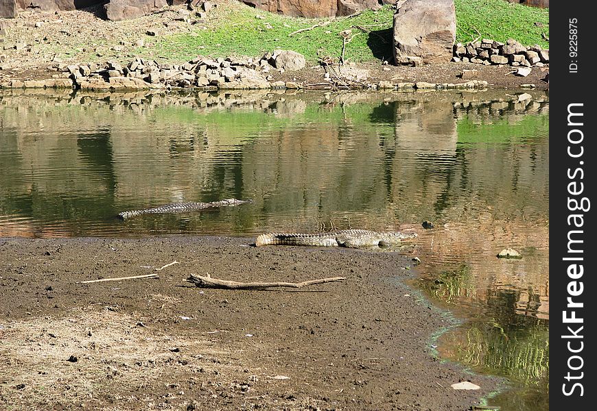 Photo of two crocodiles sunbathing in a river in ranthambore national park. Photo of two crocodiles sunbathing in a river in ranthambore national park.