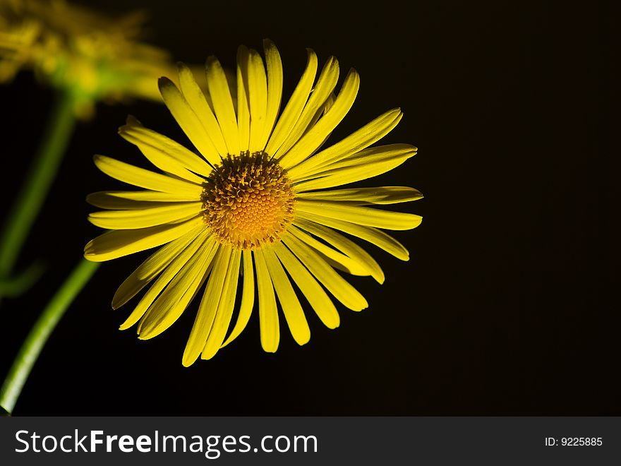 Yellow chrysanthemum