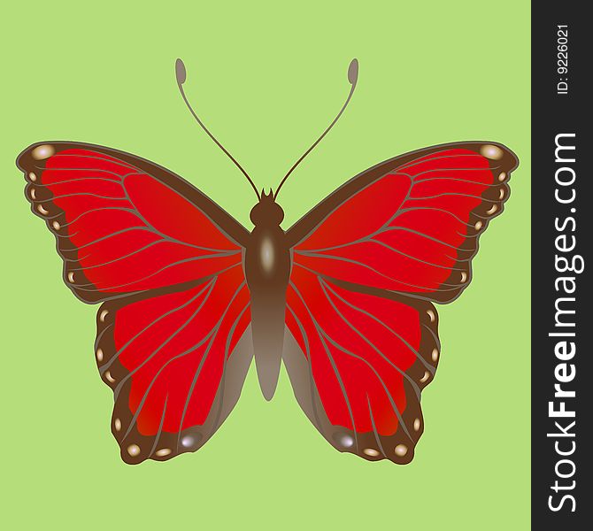 Vector Illustration of detailed Brightly coloured butterfly.