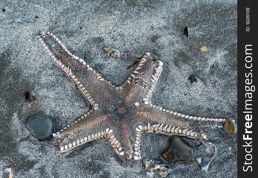Dead starfish on the beach slowly breaking apart. Dead starfish on the beach slowly breaking apart