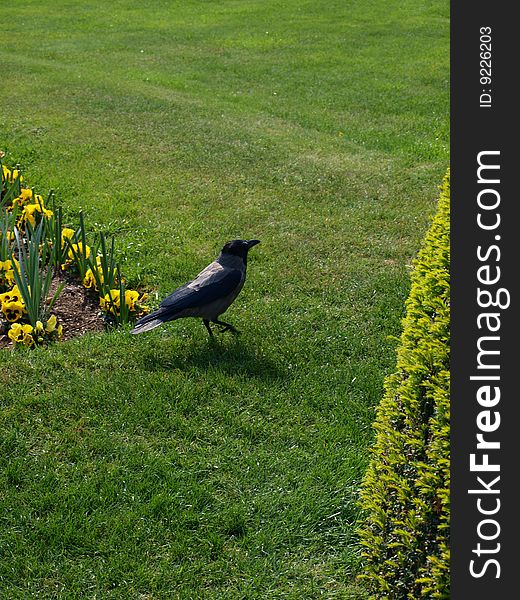 Black crow on grass. Crow walking