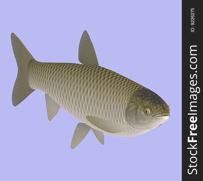 Ctenopharyngodon idella fish in water With Clipping Path