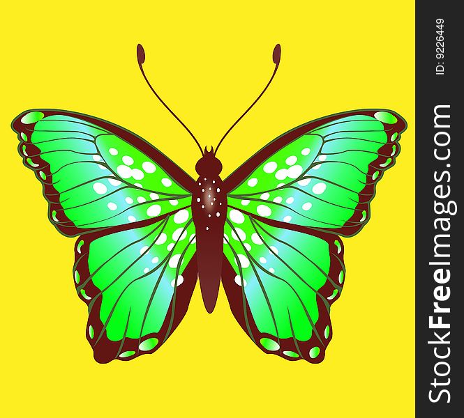 Vector Illustration of detailed Brightly coloured butterfly.