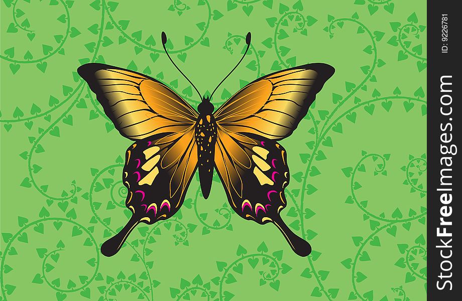 Vector Illustration of detailed Brightly coloured butterfly on the funky green background.