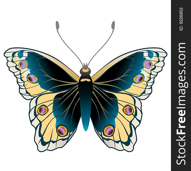 Vector Illustration of detailed Brightly coloured butterfly.