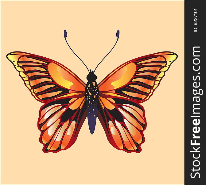 Vector Illustration of detailed Brightly coloured butterfly.