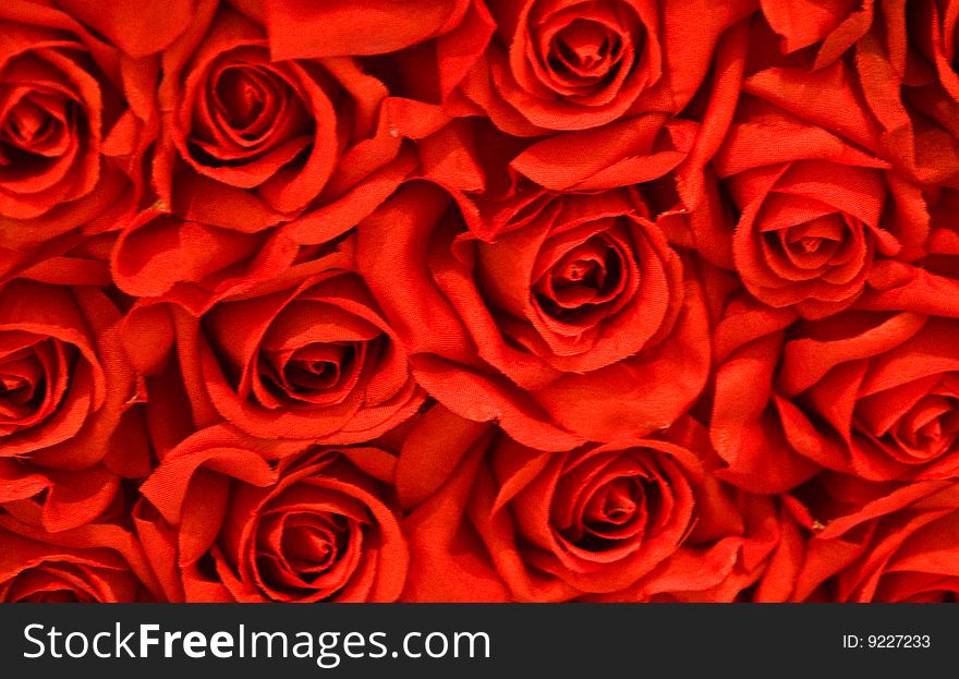 Red roses for valentine's day