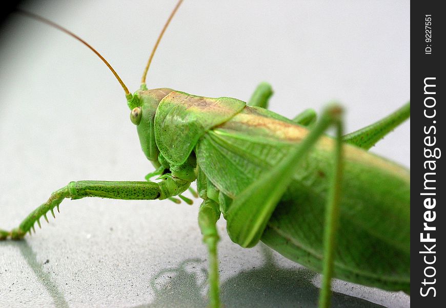 Macro detail of green grasshopper