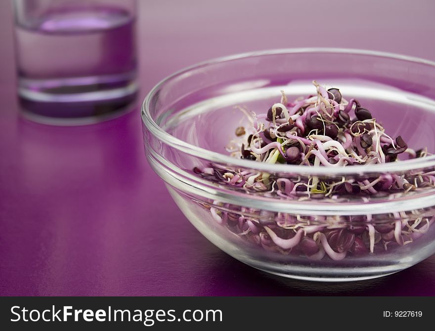 Fresh germ on violet table with glass of water