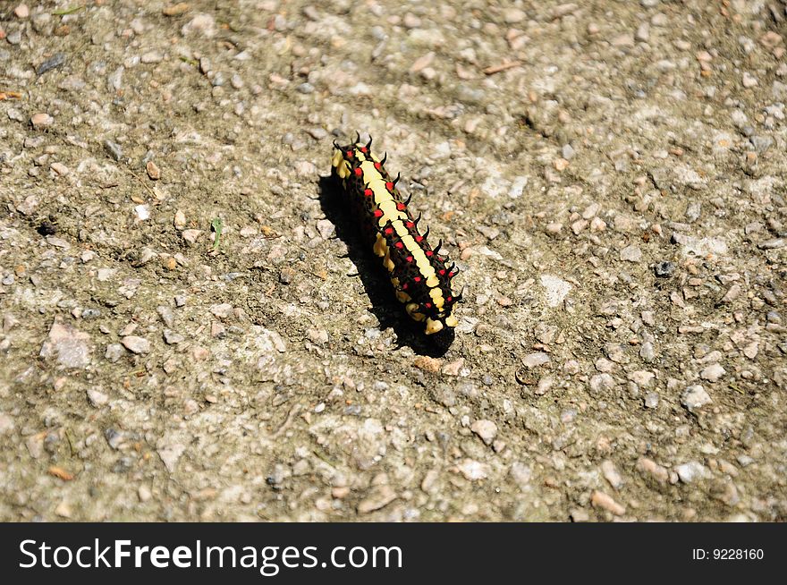 Worm walking on the road