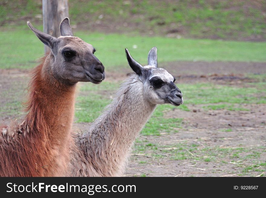 Llama couple stay side by side