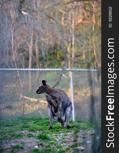 A vigilant kangaroo in a protected area