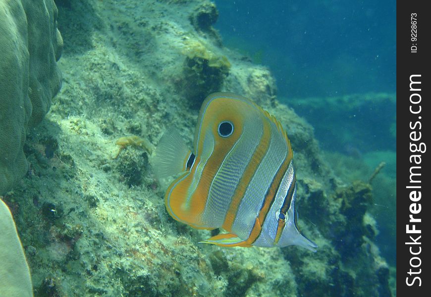 Chelmon rostratus - Four eye butterfly fish