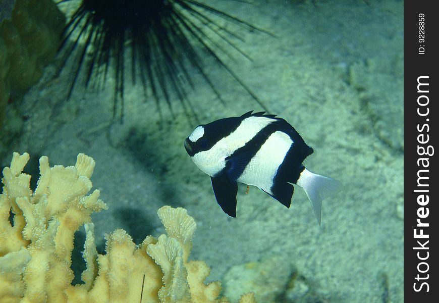 White tail dascyllus in the pacific ocean
. White tail dascyllus in the pacific ocean