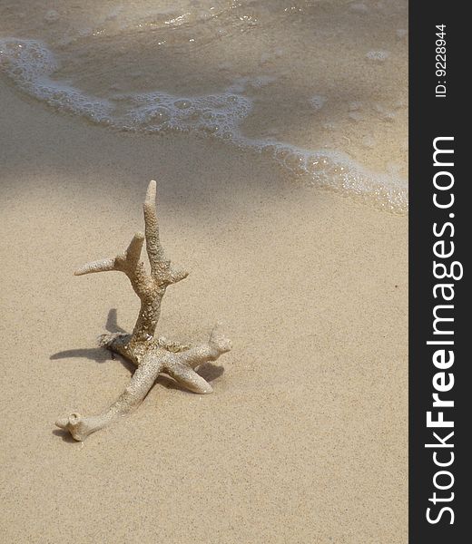 Dead coral on the beach