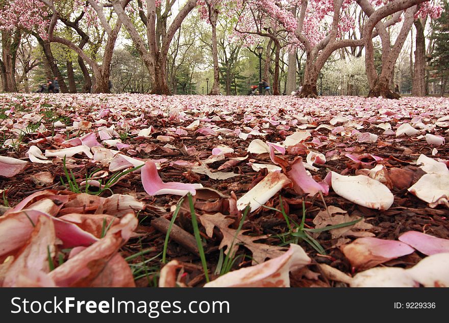 This is a low angle view of a blanket of cherry blossoms. This is a low angle view of a blanket of cherry blossoms.