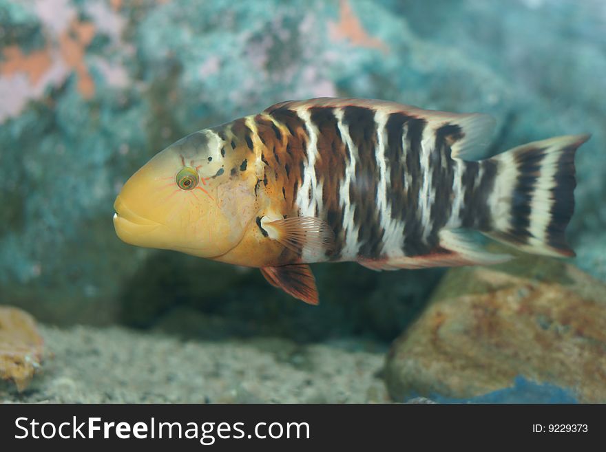 Redbreast Wrasse (Cheilinus Faciatus)