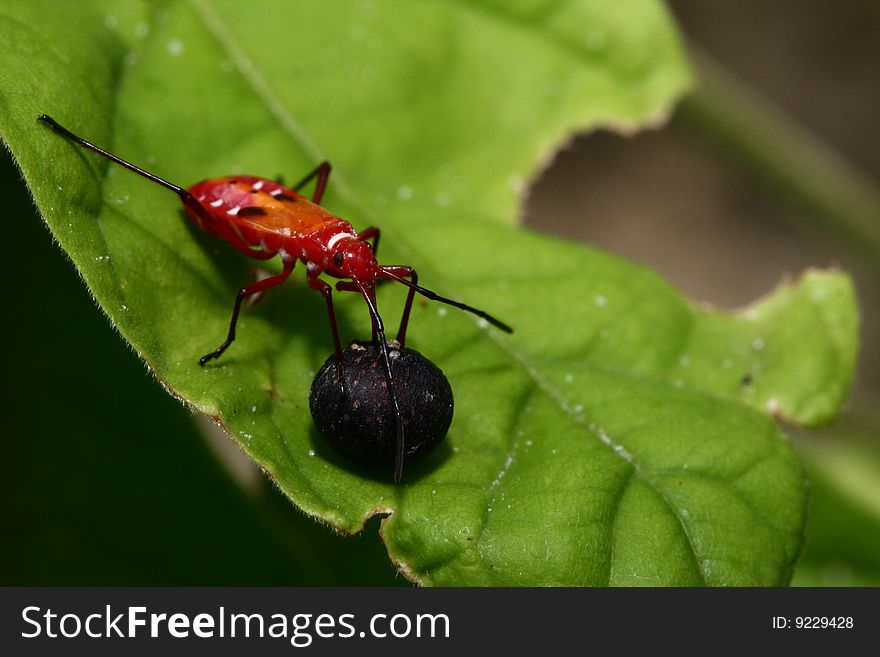 Closeup of a red bug on a leaf green