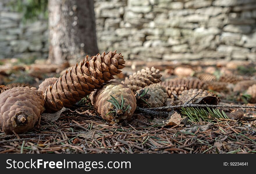 Fir cones lying on the ground against the wall